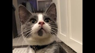 Nellie videos! Roundup of Nellie cuteness