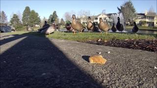 Ducks Fighting Over Bread
