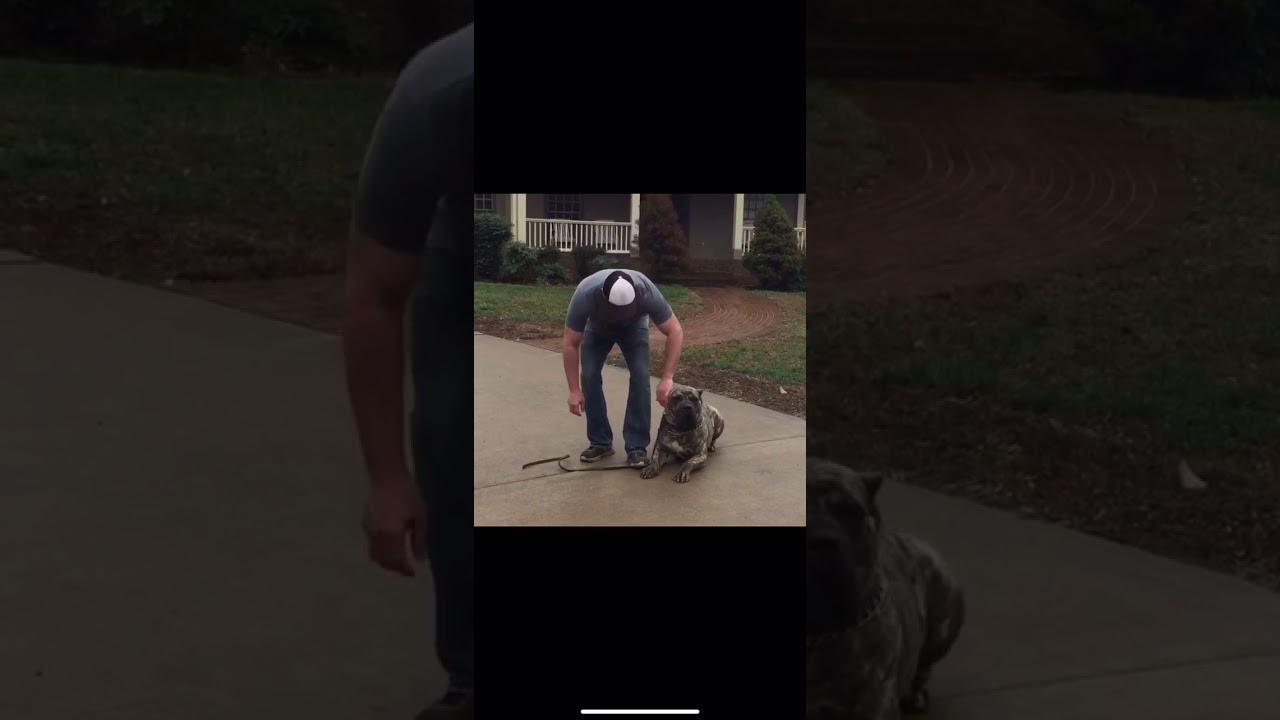 Sanders Kennels Dog Training YouTube