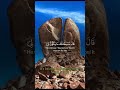 Al-kuran Kareem #11