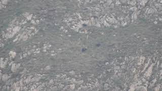 Somiedo - Osos Pardos - 21/04/2019