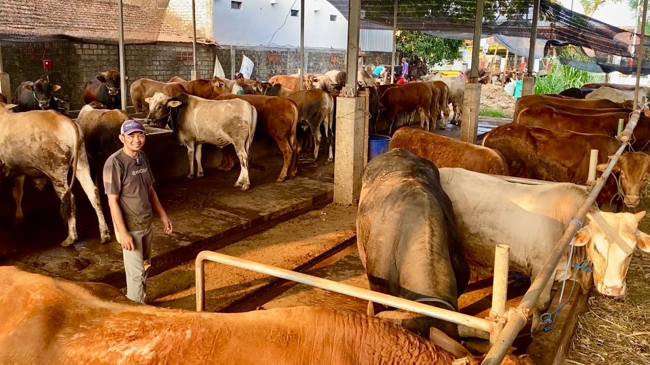 GROSIR SAPI EKONOMISAN TERBESAR KEREK TUBAN‼️