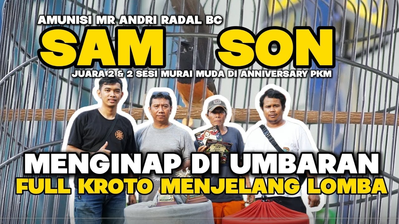 RAWATAN MURAI MUDA SAMSON : MENGINAP DI UMBARAN DAN FULL KROTO MENJELANG LOMBA