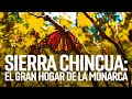 Investigaciones Michoacán | Sierra Chincua: El gran hogar de la Monarca | SMRTV