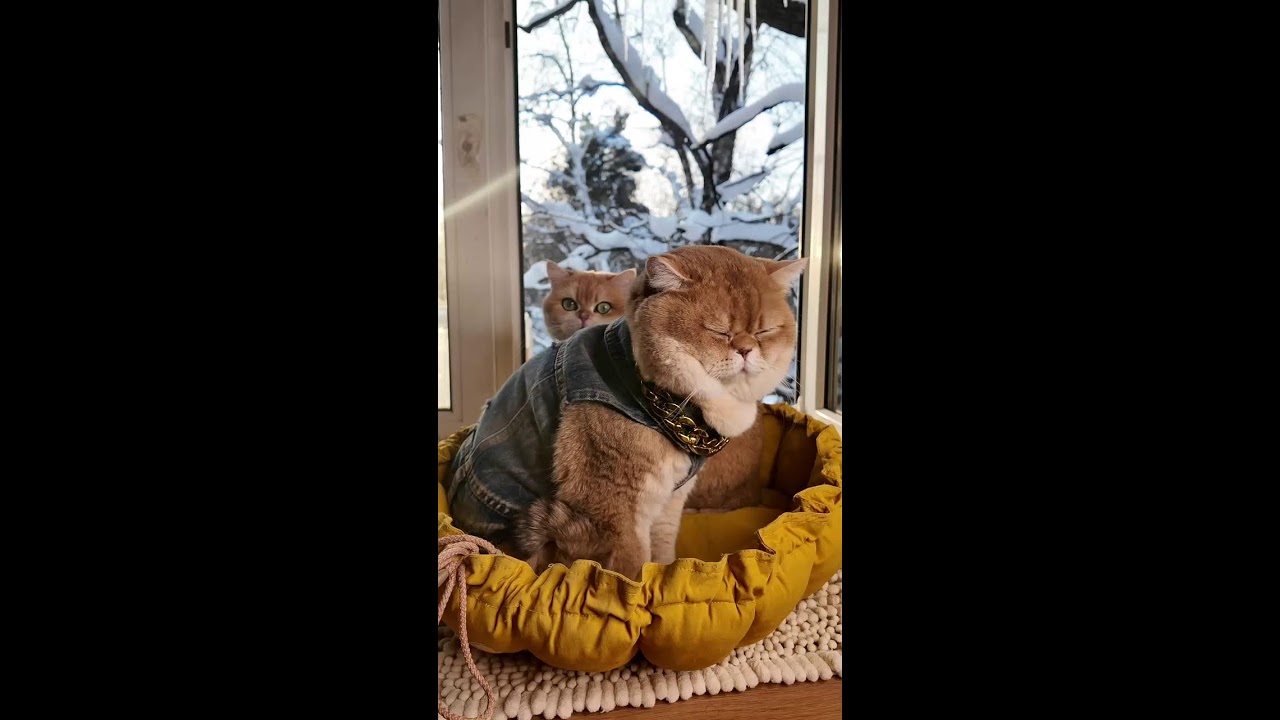 Идол лучший