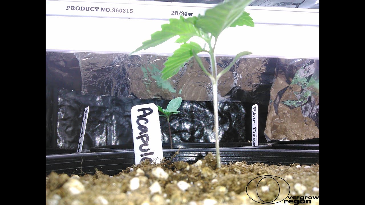 Rogue Grow Weekly Update