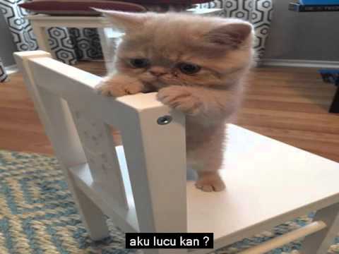harga kucing anggora