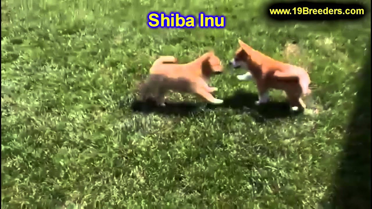 Shiba Inu, Puppies, For, Sale, In, Kearney, Nebraska, NE, Fremont