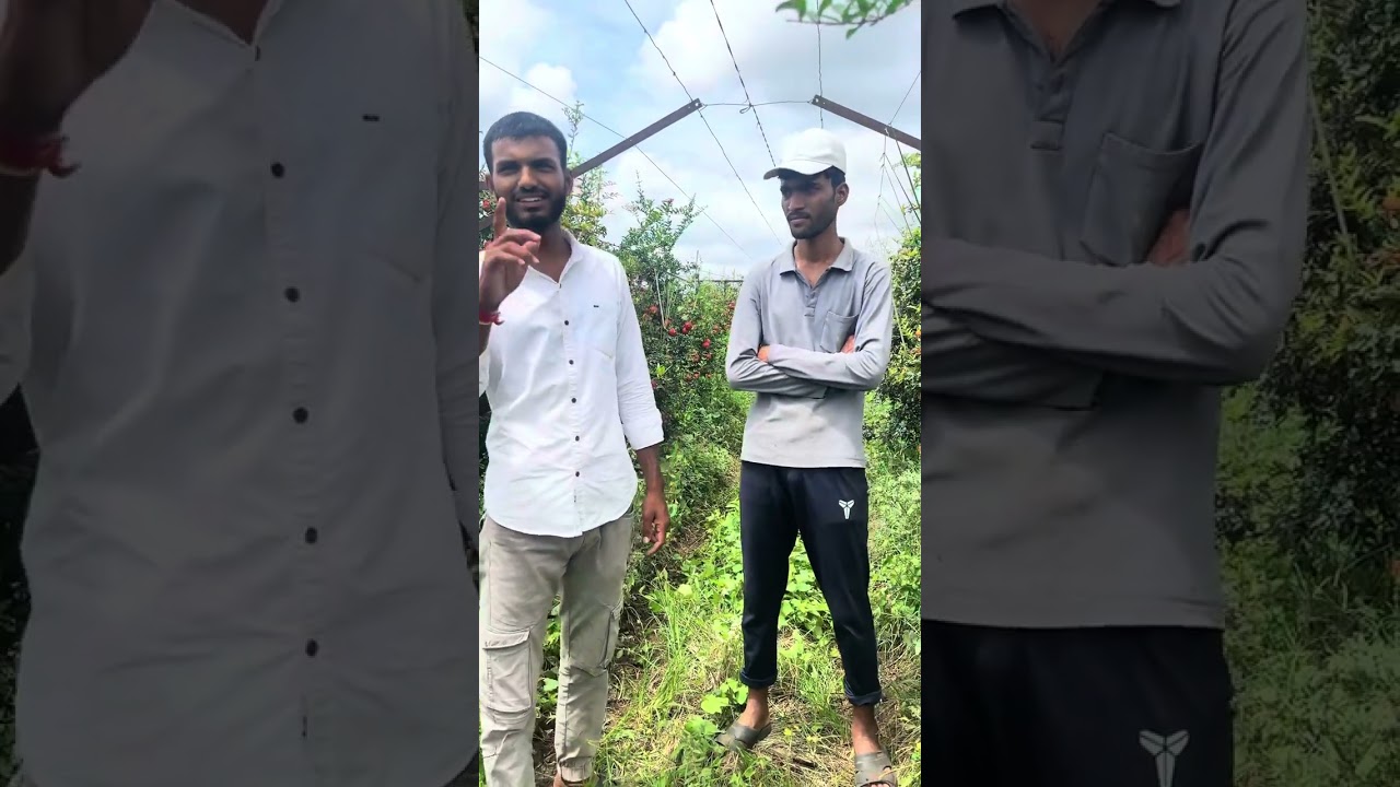 पहिल्याच वर्षी एक एकर मध्ये डाळिंब पिकातून तब्बल १२ लाखांचे उत्पन्न 🔥👑🤑#farming #fruit #marathi 