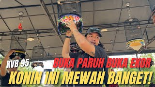 BUKA EKOR BUKA PARUH POKOKNYA MEWAH BANGET NIH KONIN ASLI ! #KVB95 #dewatasamudra