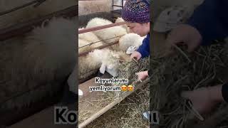 Köyde Yaşam Öy Öyhayatı Çe