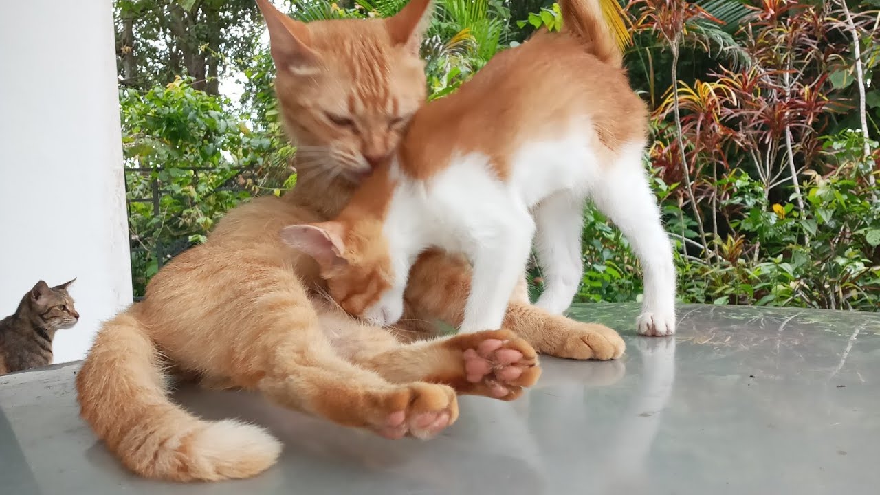 Today Cats & kittens are 668 and 573 & 522 & 516 & 509 & 418 & 344