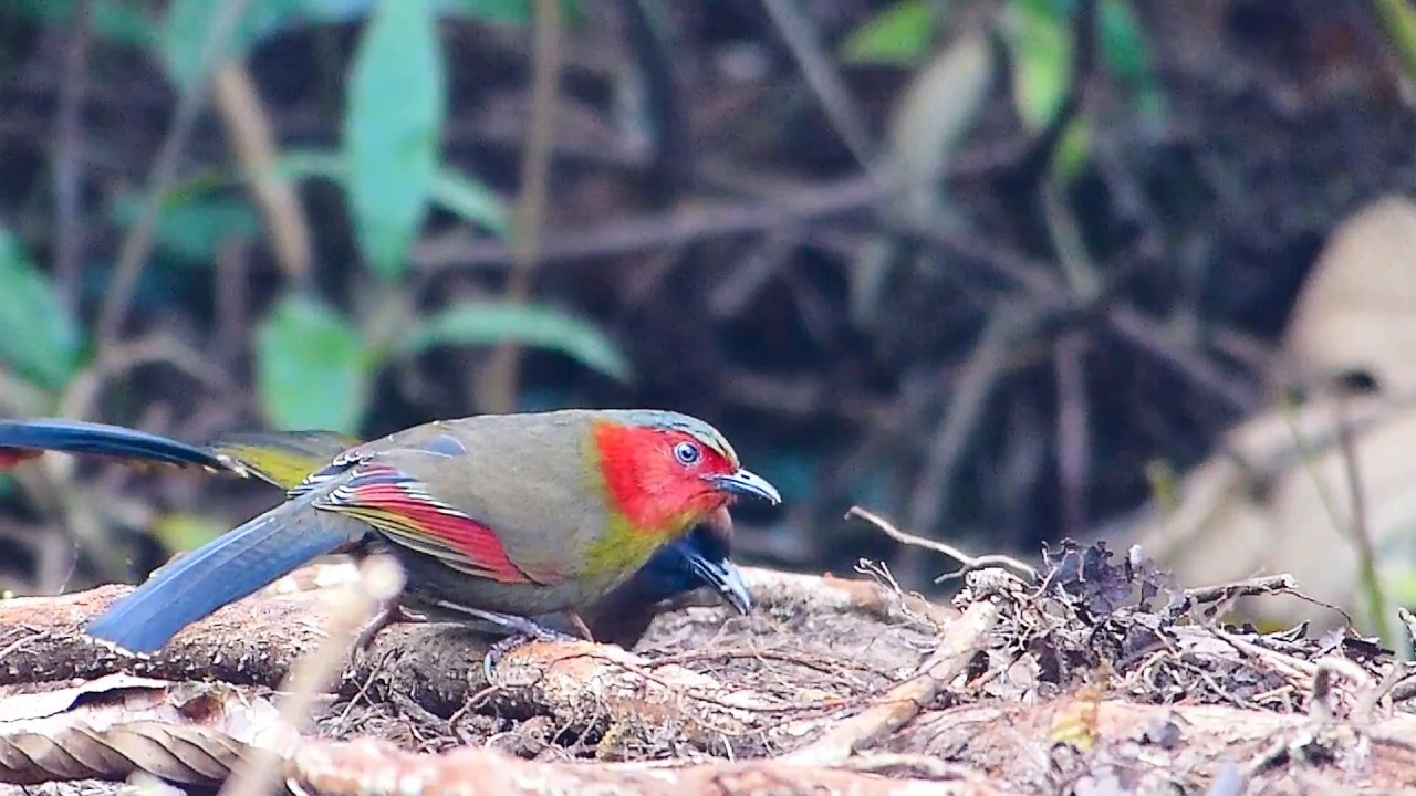 Liocichla Red Faced 100