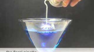 Water Bugs, Lilies Aid Culinary Devices