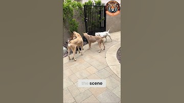 Hoe een hond respect afdwingt zonder geluid te maken 🐕✨