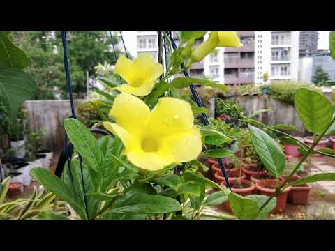 Video: Golden Creeper Plants - Lær hvordan man dyrker Golden Creeper i landskabet