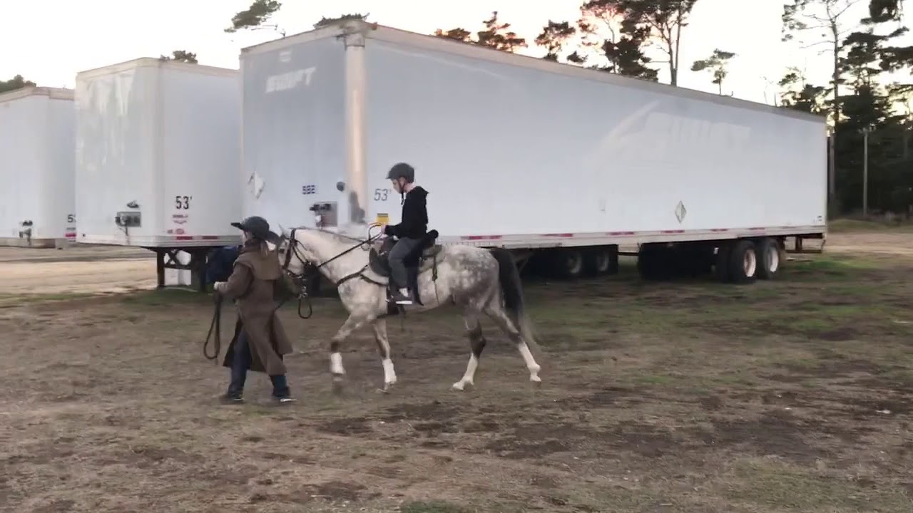 Missouri Fox Trotter for Sale- Dreamer