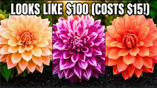 7 Dahlias That Look Like They Cost $100 (But Ship For $15)