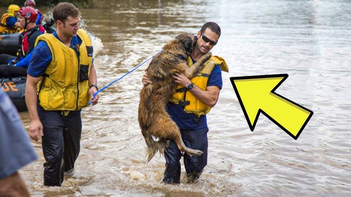 Heroic Firefighter Gets An Unexpected Reaction After Rescuing A Dog From  Flood Water - YouTube