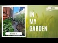 In My Garden || 2023 || Week 6