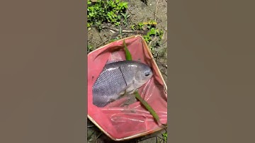 Cá Lớn - dùng vợt bắt cá Rô Phi khủng 😱 #khacthuyvlogg