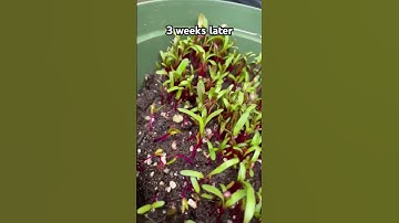 How To Grow Beets From Seeds 🌱  #vegetablegarden #vegetables #youtubeshorts #beets #plants #seeds