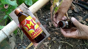 How to air layering black grape - simple work at home