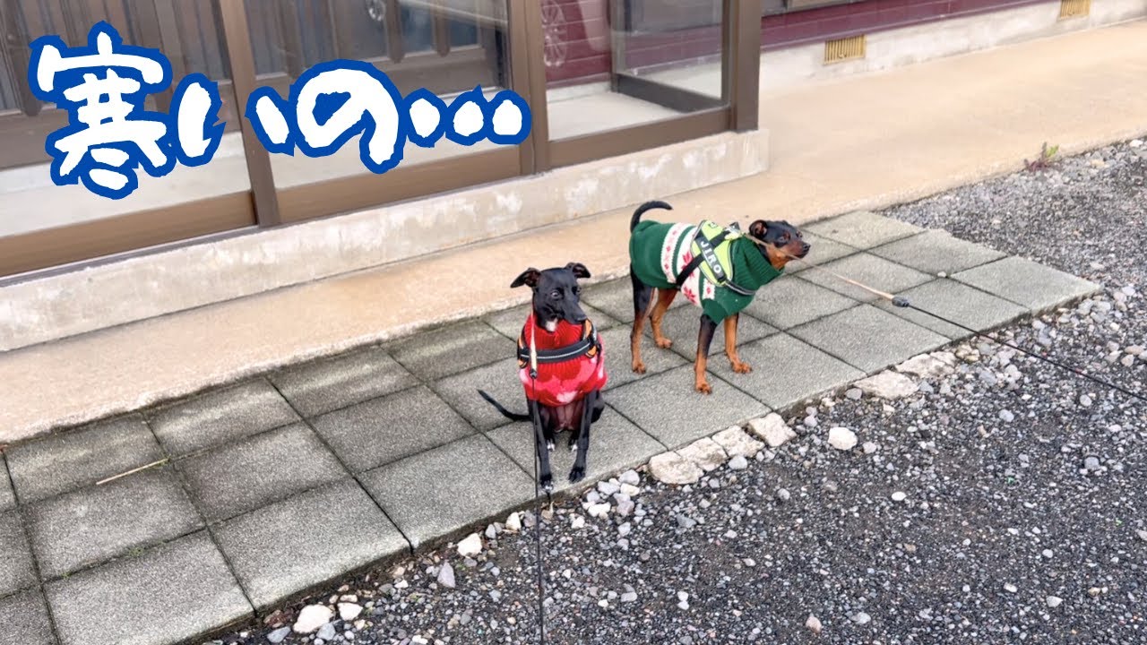 散歩したいけど寒いの【イタグレ】【ミニピン】 - YouTube
