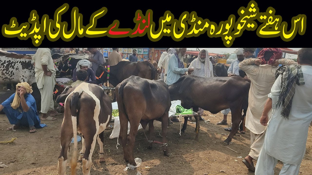 Cow and buffalo ki fresh Demand in Sheikhupura Mandi | آج شیخوپورہ منڈی میں گائے کی اپڈیٹ