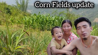Beautiful corn field update//cleaning maize garden