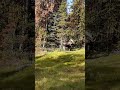 Big Bull Moose / 말코손바닥사슴 무스 ver.2