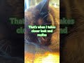 Babi Cat Fatbaby Cutebaby Babi Kitty