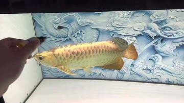 Trị nấm trắng nấm đen cho cá rồng chỉ 1 ngày là hết sạch