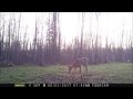 Winter rye growth time lapse