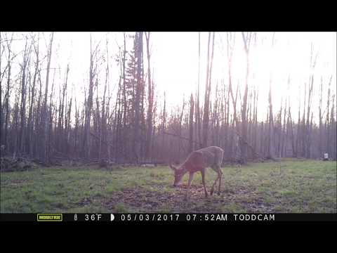 Winter Rye Growth Time Lapse