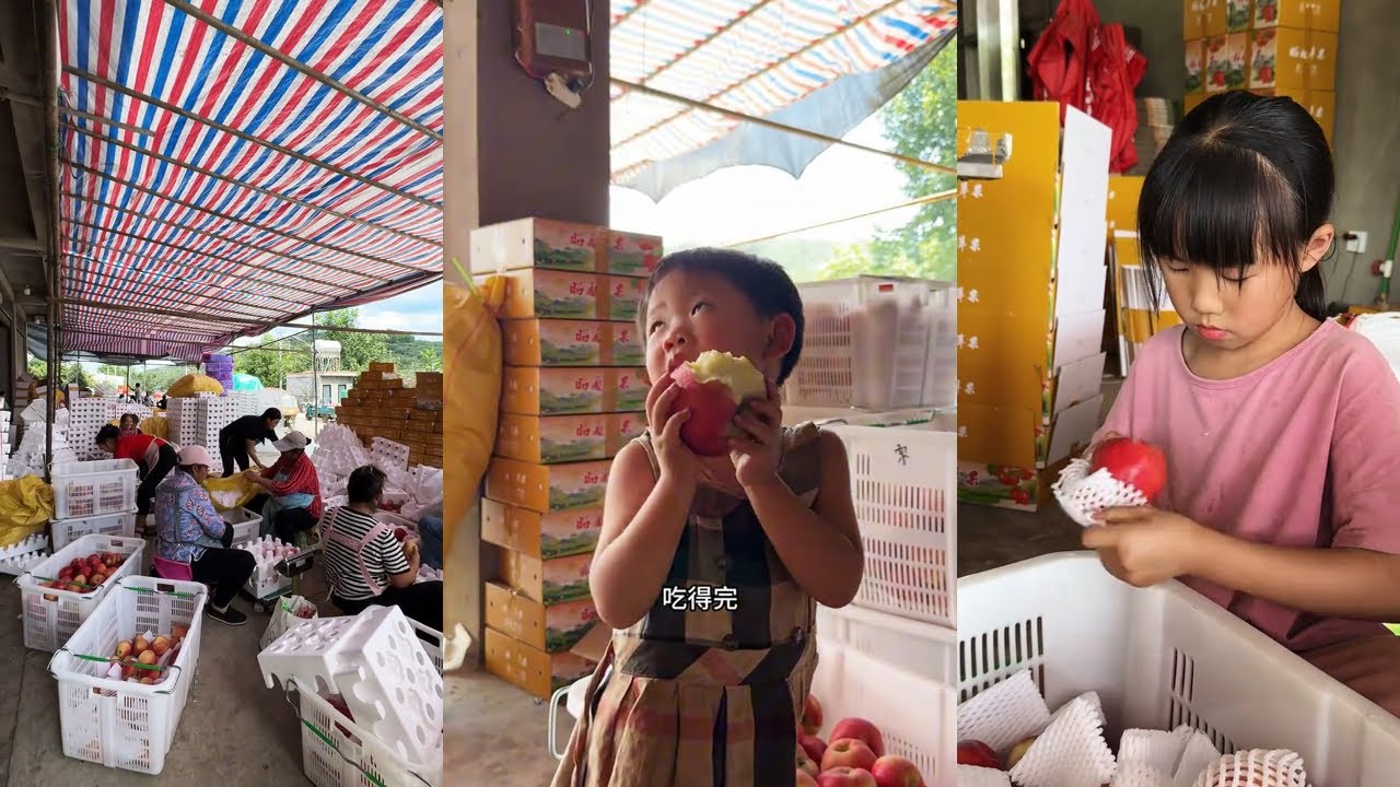 苹果丰收季，孩子也来帮忙了！#记录真实生活 #乡村美食 #乡村守护人