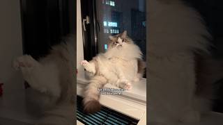 Nobody works harder than George #sirgeorge #ragdolls #cat