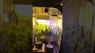 Tent update and NEW LIGHT - ViparSpectra450W