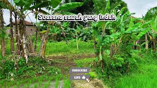 ( TANPA IKLAN ) LAGU POP KENANGAN TAHUN 2000-AN BAND POP INDONESIA HITS NOSTALGIA-AN