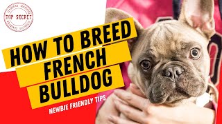 How To Breed French bulldog News