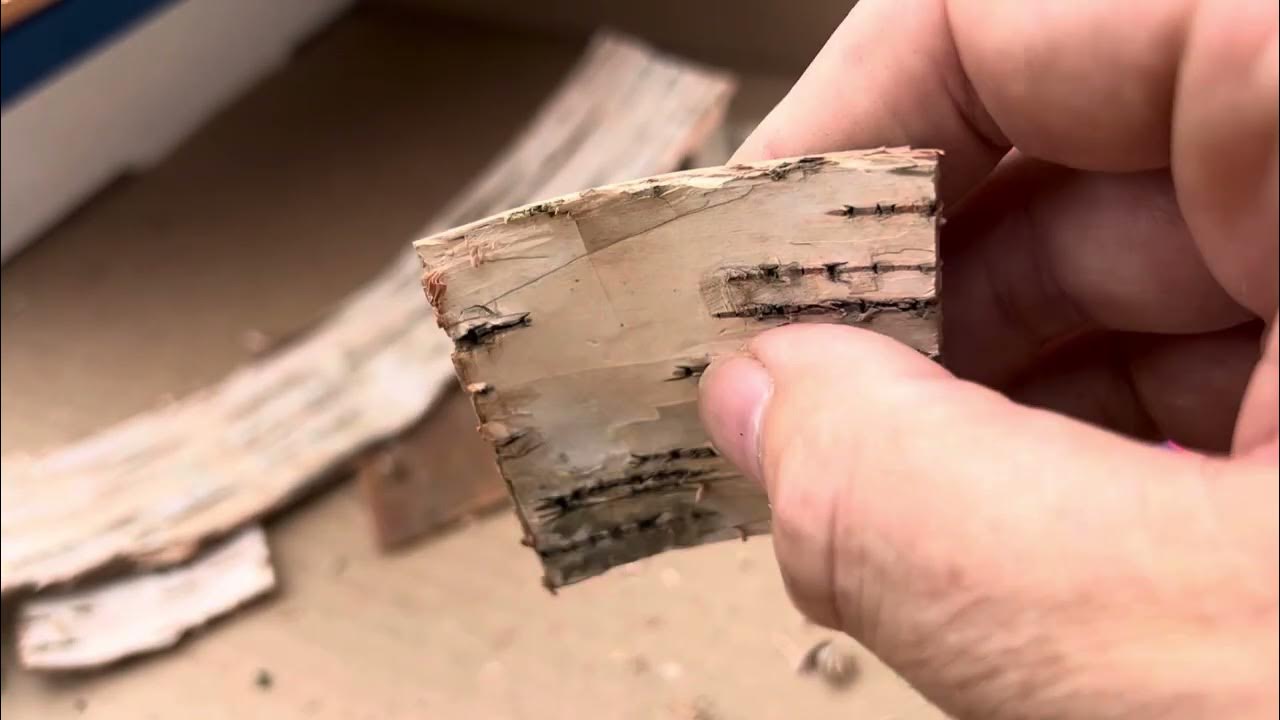 Processing birch bark; one of my favorite handle materials. YouTube