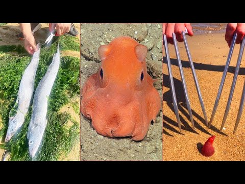 Deep Sea Monster Fishing: Catching Seafood, Shark, and Fish | ASMR Relaxing #9