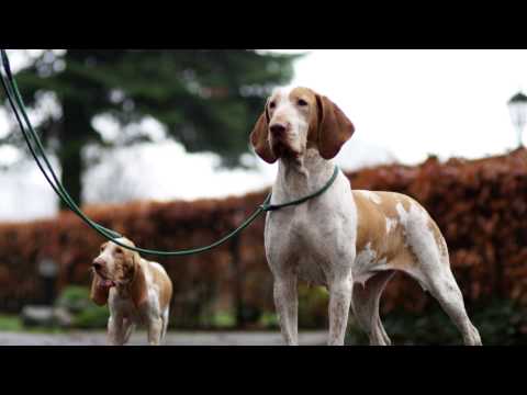Video: Onbedoelde Oogbeweging By Honde