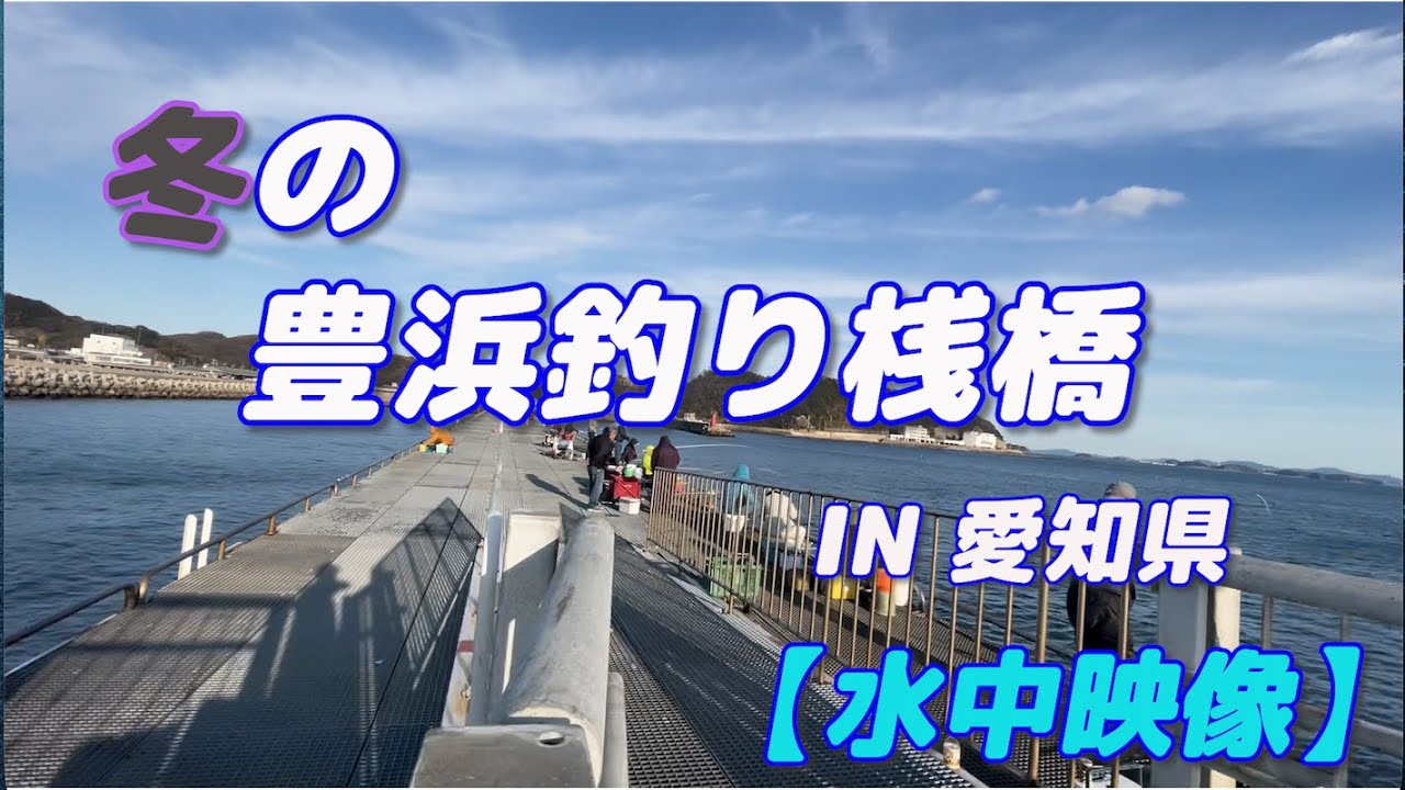 【水中映像】12月の豊浜釣り桟橋 愛知県