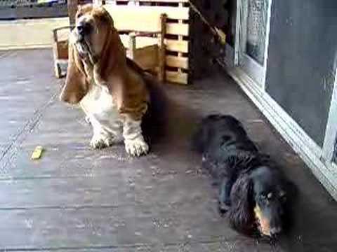 Video: Basset Hound Hundeavl Allergivenlig, Sundhed Og Levetid