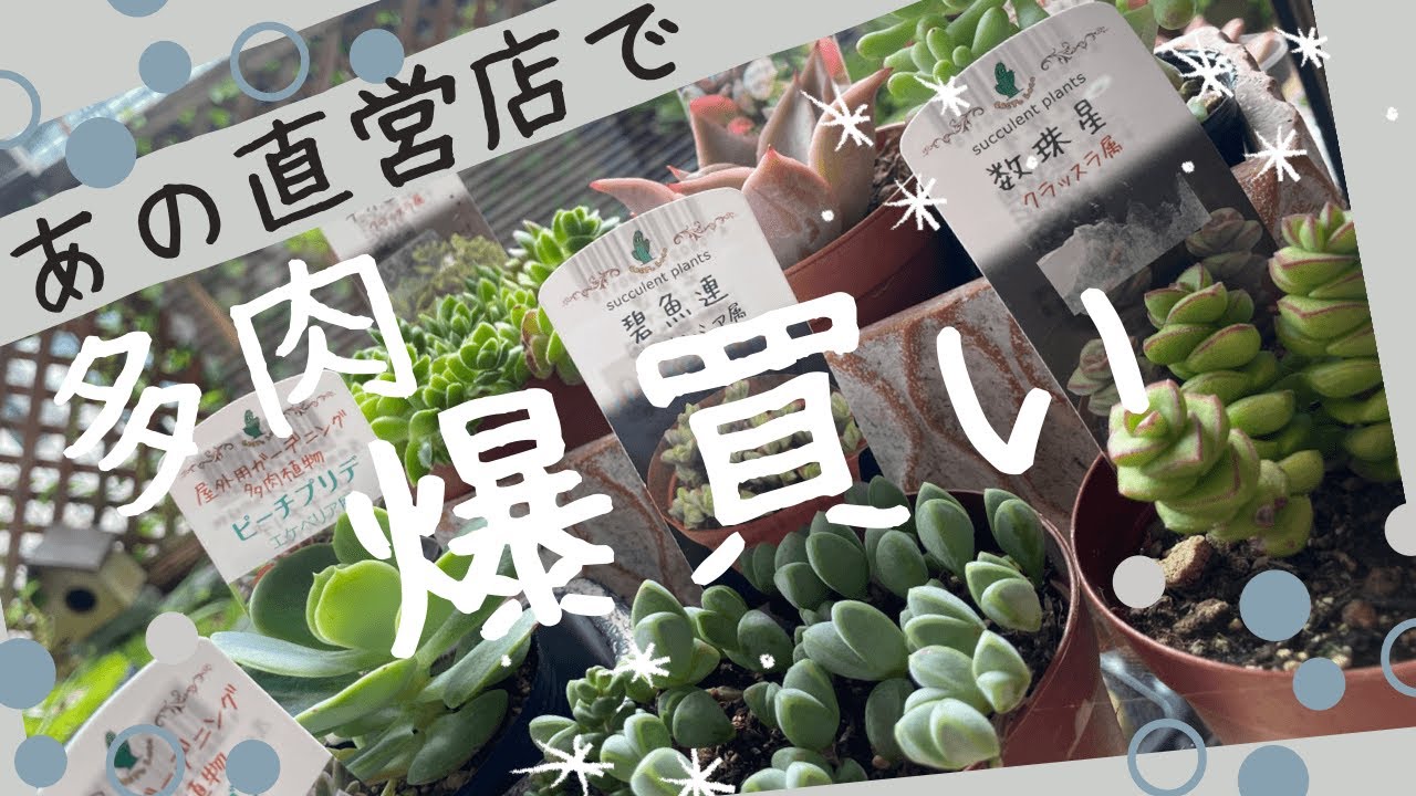 I love succulents 🥰 I went succulent hunting with Cactus Loco
