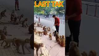 VLOG MONKEY LAST TAK 😘😀