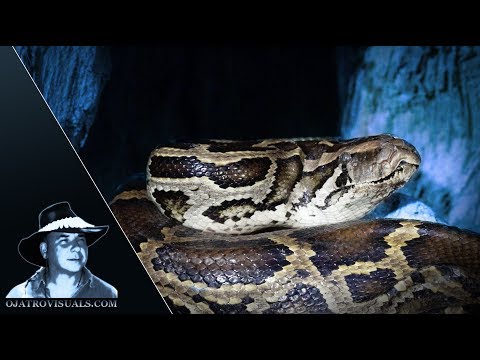 Python Attacks Box Turtle 01