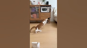 🐦Flapping Bird Cat Toy🐱Interactive Flying Fun!#CuteCat#FunnyCats#CatLovers