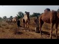 Camels selling near india pakistan border  thar desert sindh